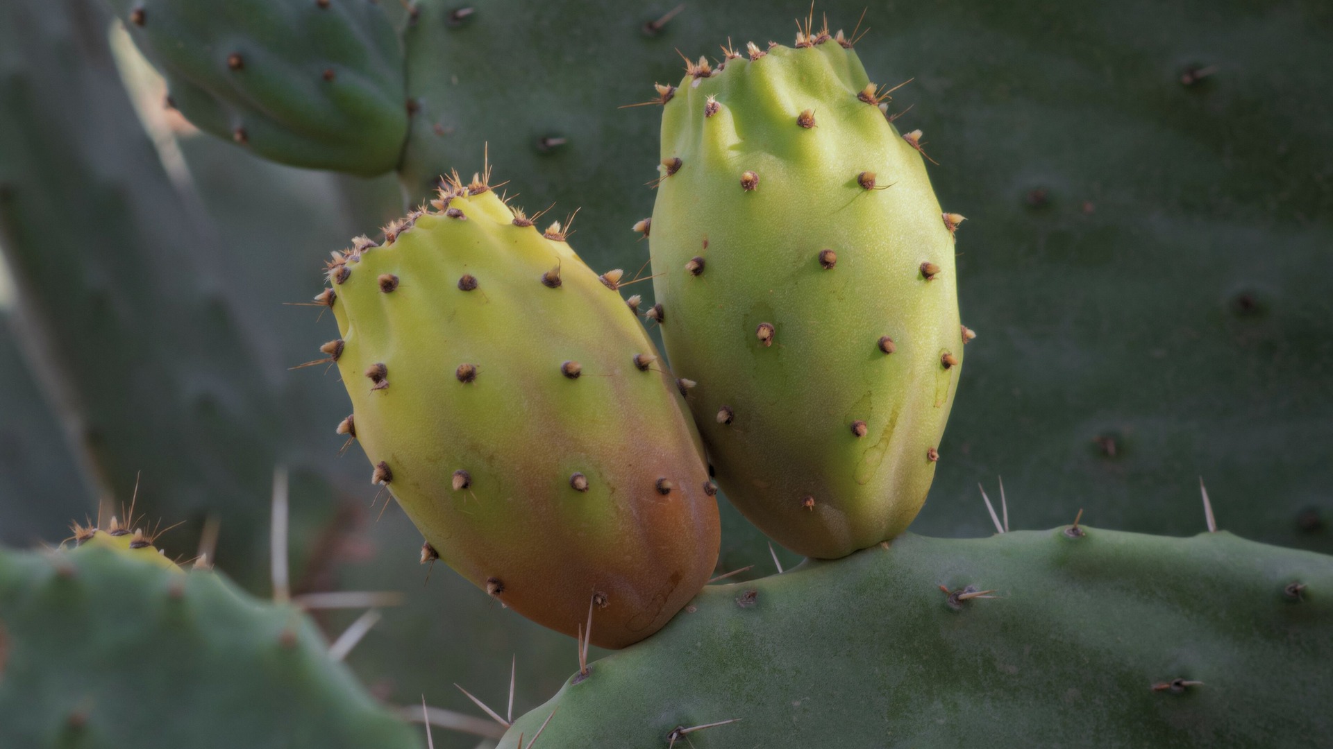 Semilla de higo chumbo