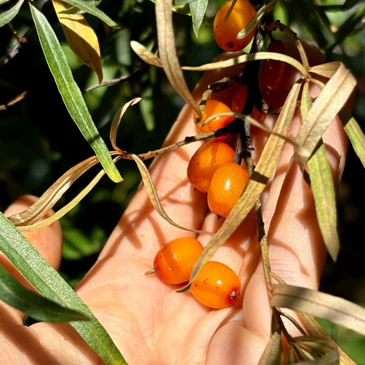 Hippophae Rhamnoides